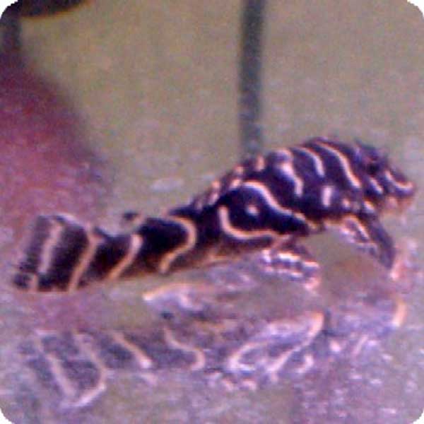 L129 Stripes Peckolia - 3-4 Inch